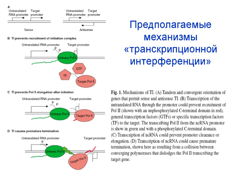 Предполагаемые механизмы «транскрипционной интерференции»